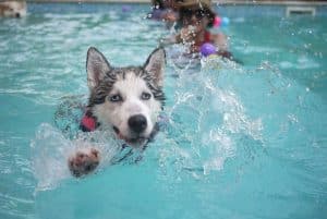 dog swimming in a pool